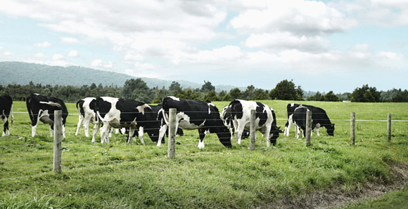 푸른 목장위에서 풀을 뜯어먹고있는 젖소들